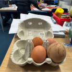 y4-egg-experiement