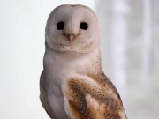 birdtalk-002