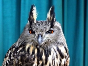 birdtalk-003