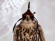 birdtalk-004