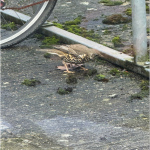 bird10