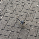 bird2