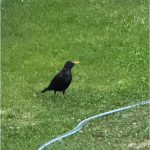 bird3