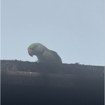 bird4