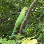 bird5