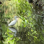 bird6
