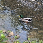 bird8