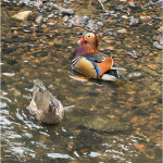 bird9
