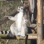 y2-zoo-2