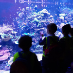 ZOO-10