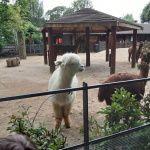 ZOO-11