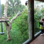 ZOO-13