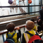 ZOO-17