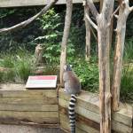 ZOO-3