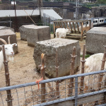 FARM-6