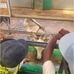 farm-1