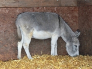 willows-007-donkey