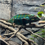 zoo-20