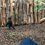 zoo-22