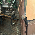 zoo-6