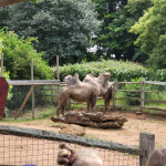 zoo1