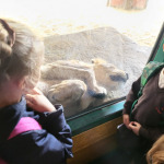 zoo3