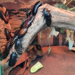 zoo9