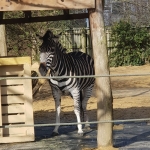 Year-2-zoo-3