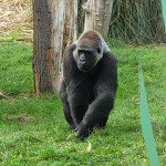 zoo11