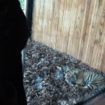 zoo3