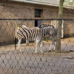 zoo8