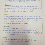Y6-Dinosaur-Report